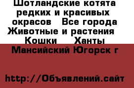 Шотландские котята редких и красивых  окрасов - Все города Животные и растения » Кошки   . Ханты-Мансийский,Югорск г.